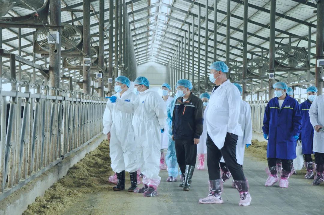 森林舞会官网丨国度奶牛产业技术系统首席科学家、、中国农业大学教授李成功一行莅临森林舞会官网鲁山瑞亚参观调研