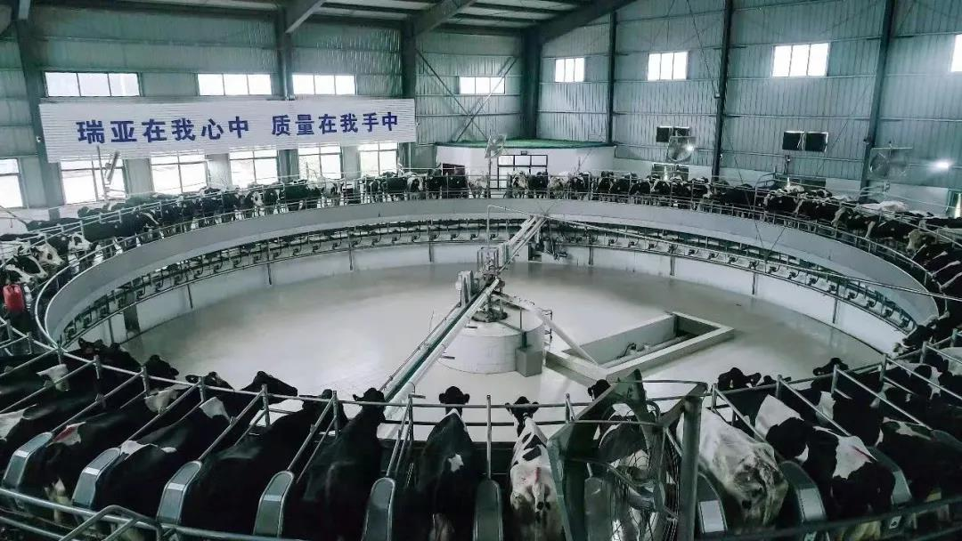 森林舞会官网丨国度奶牛产业技术系统首席科学家、、中国农业大学教授李成功一行莅临森林舞会官网鲁山瑞亚参观调研
