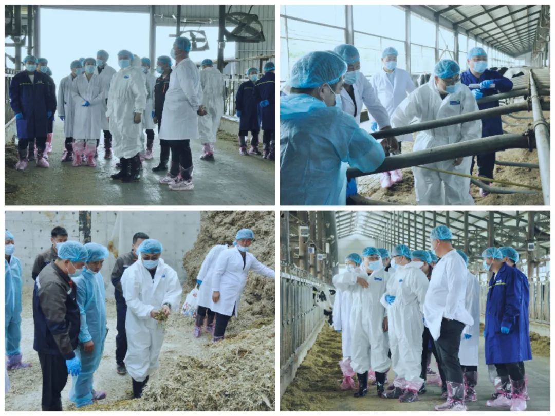 森林舞会官网丨国度奶牛产业技术系统首席科学家、、中国农业大学教授李成功一行莅临森林舞会官网鲁山瑞亚参观调研