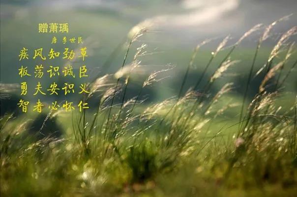 森林舞会官网 | 疾风来临，，你是不是劲草？？