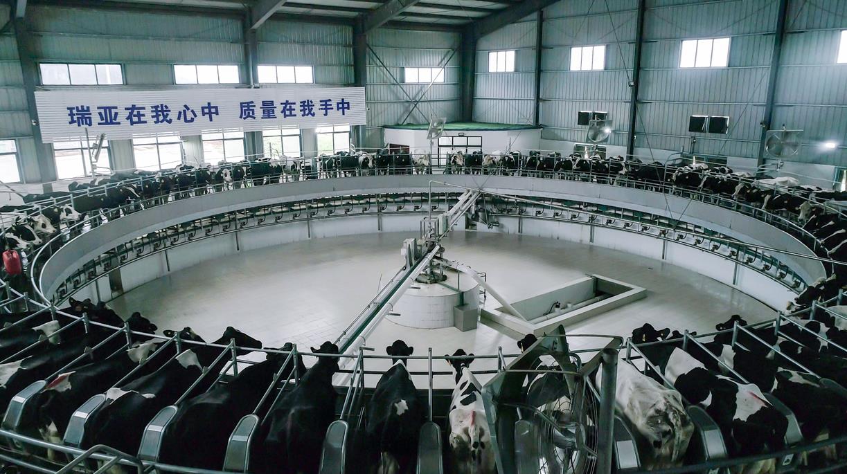 又双叒叕获奖啦！森林舞会官网荣获“乳品质量安全治理 优良企业”